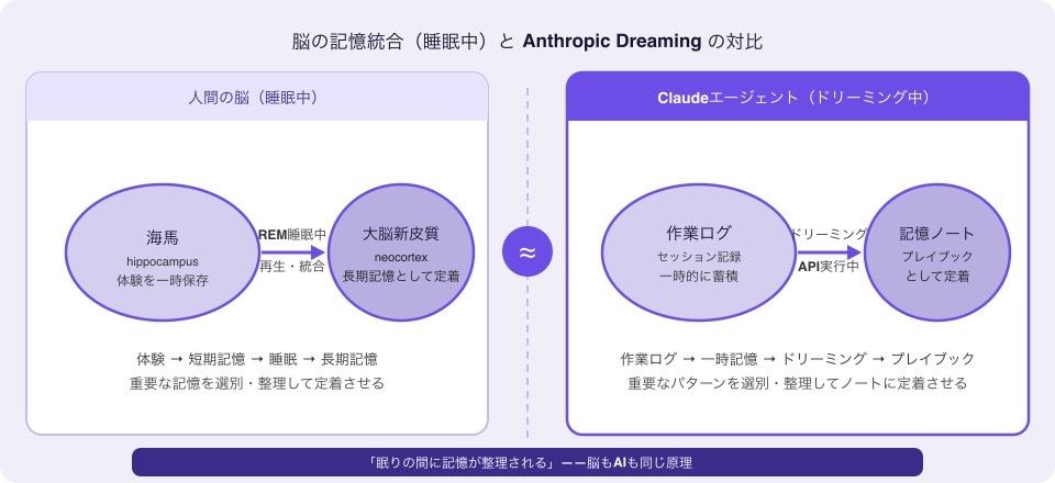 人間の脳の睡眠中の記憶統合とAnthropicDreamingの対比図解